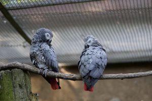 Dos loros yacos Loros yacos