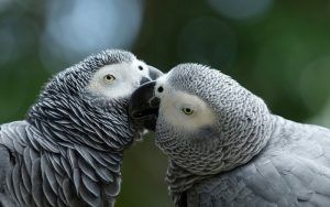 Dos loros yacos besándose Loros yacos beso