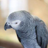 Un loro gris africano Loro gris africano
